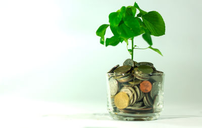 Close-up of plant in jar on table against white background