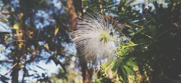 Close-up of dandelion on tree