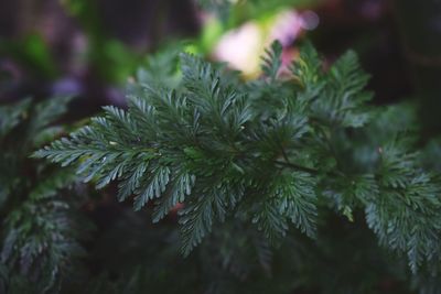 Close-up of pine tree