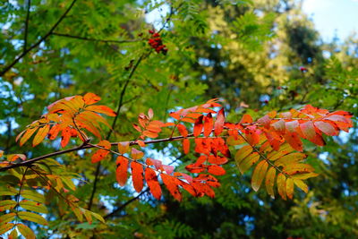 Close-up of orange leaves on tree during autumn