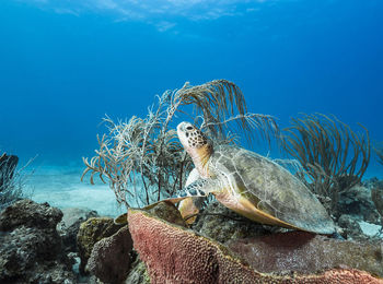 View of turtle swimming in sea