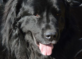 Close-up portrait of a dog