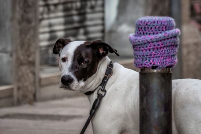 Close-up portrait of dog looking at camera