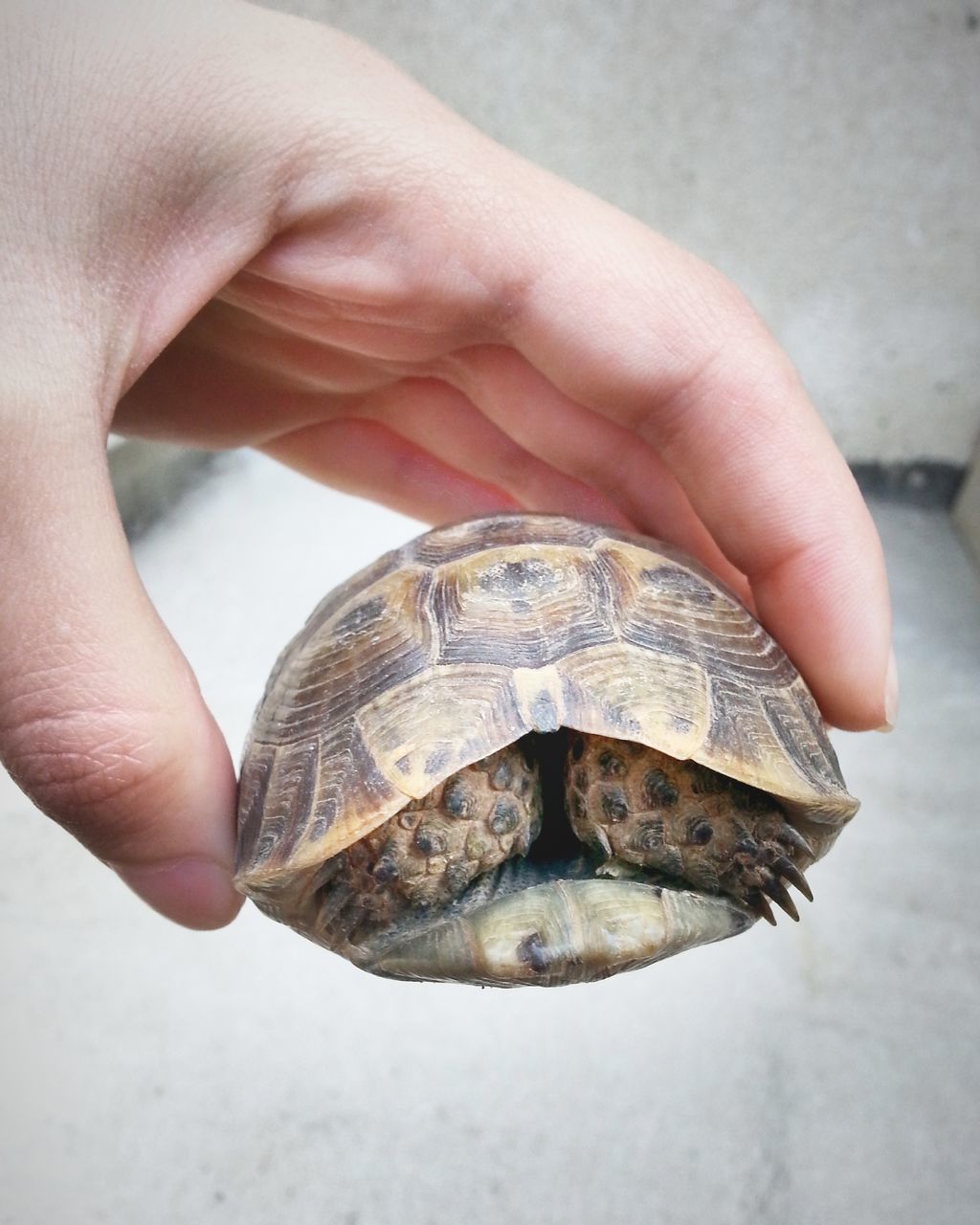 person, animals in the wild, animal themes, one animal, wildlife, animal shell, close-up, part of, reptile, focus on foreground, holding, human finger, unrecognizable person, cropped, snail, natural pattern, outdoors