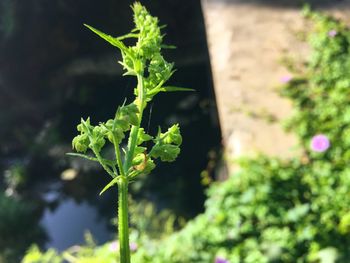 Close-up of fresh green plant in field