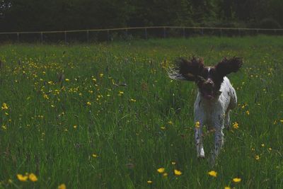 Dog in grassy field
