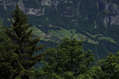 High angle view of trees in forest