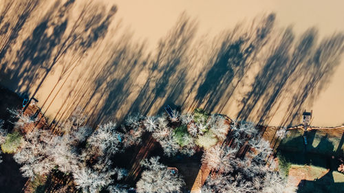 Close-up of cactus growing on rock against sky