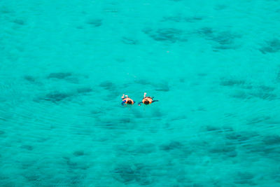 High angle view of person swimming in pool