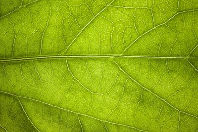 Fresh green leaf veins macro abstract texture nature background