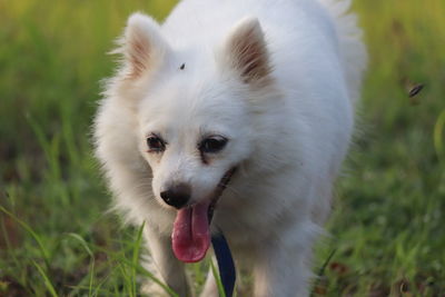 Close-up of white dog