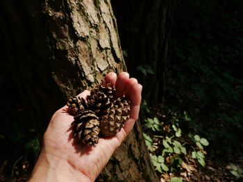 Cropped image of hand holding plant