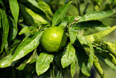 Close-up of wet plant