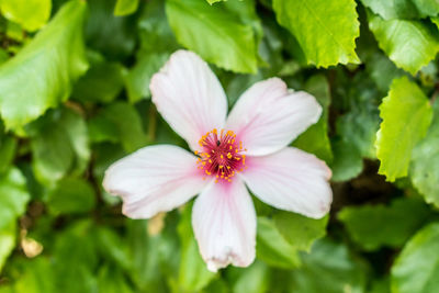 Close-up of white flowering plant