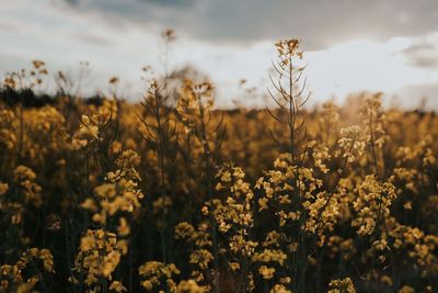 Scenic view of flowering plants on field against sky