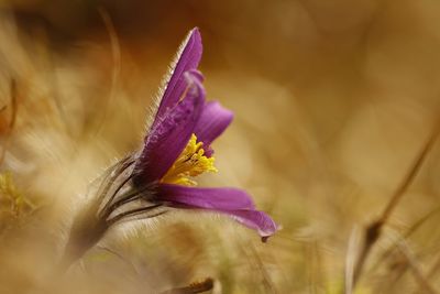 Close-up of purple crocus blooming outdoors