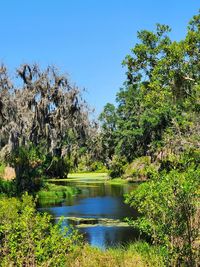 Scenic view of river amidst trees against sky