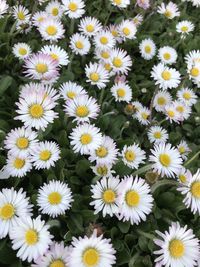 High angle view of daisies