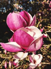 Close-up of pink rose