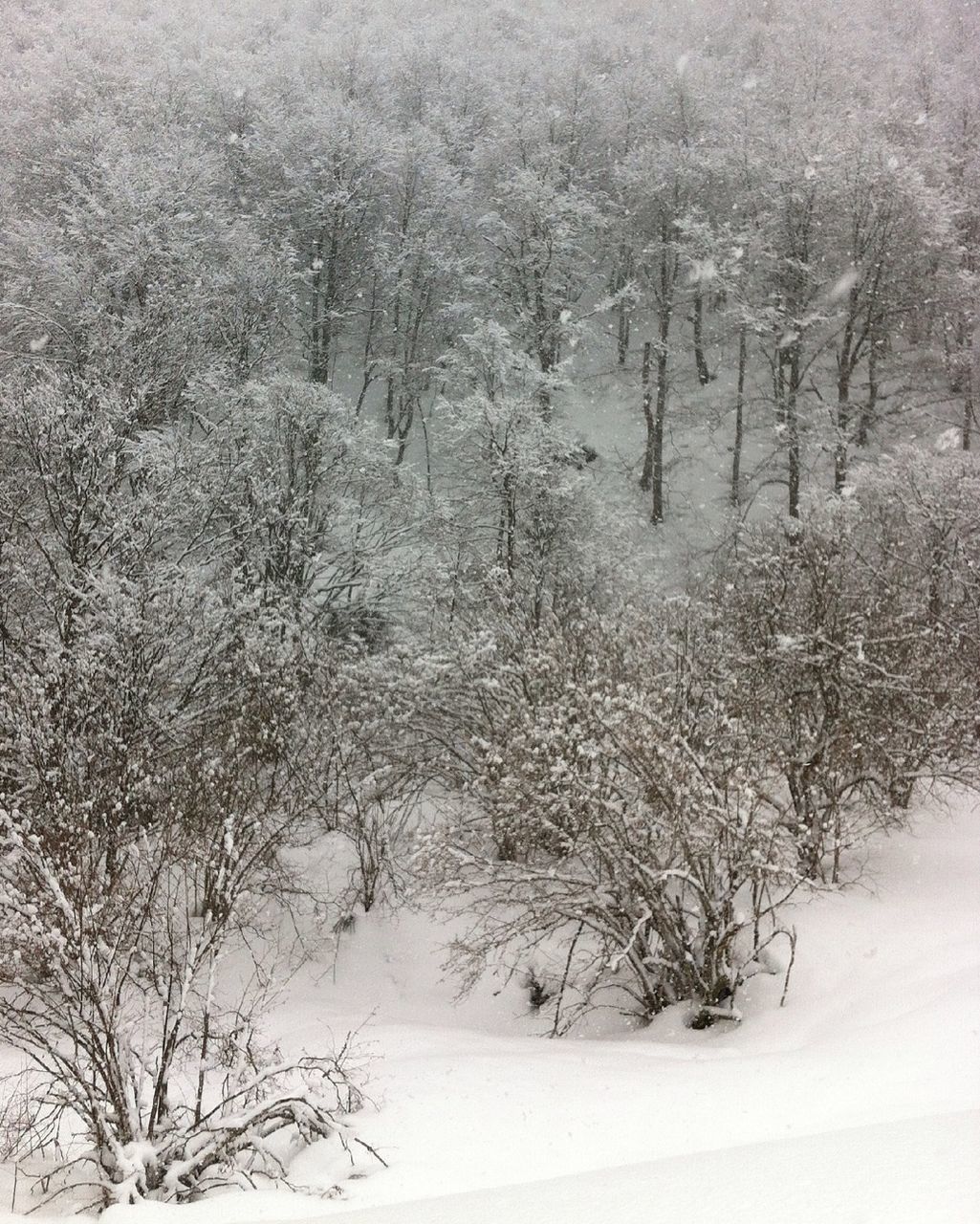 tree, snow, winter, tranquility, tranquil scene, cold temperature, nature, season, beauty in nature, scenics, landscape, weather, growth, branch, non-urban scene, covering, forest, field, bare tree, day