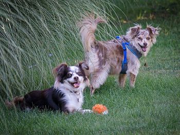 Portrait of dog on grassy field