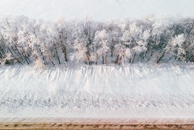 Frozen trees on land during winter
