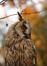 Close-up of owl perching on branch