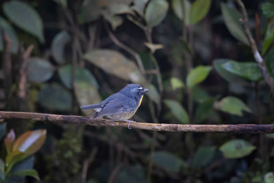 Close-up of bird perching on branch