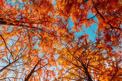 Low angle view of trees against sky