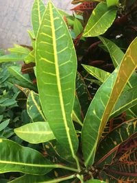 High angle view of leaves on plant in field