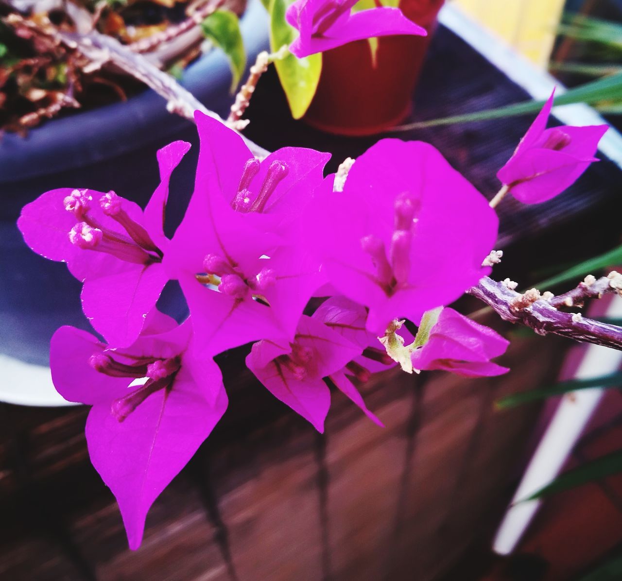 flower, petal, fragility, beauty in nature, growth, nature, freshness, flower head, pink color, no people, purple, close-up, plant, blooming, day, outdoors, bougainvillea, periwinkle