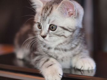 Close-up of cat indoors