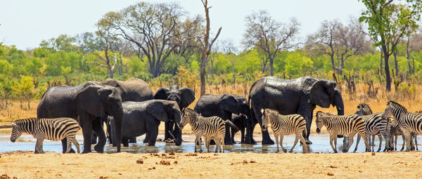 Elephants in a field