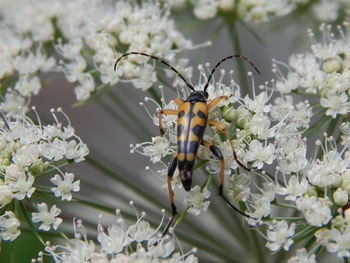Close-up of beetle on white flower