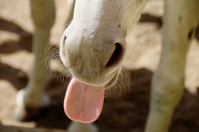 Close-up of an animal stiking out tounge