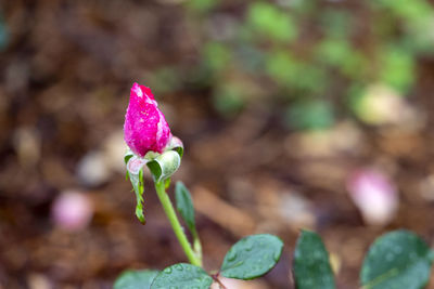 Close-up of pink flowering plant