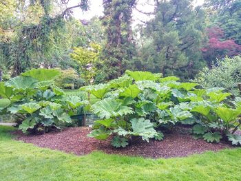 Flowering plants and trees in garden