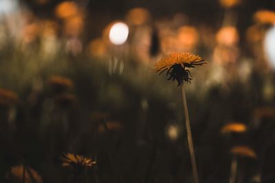 Close-up of dandelion flower on field