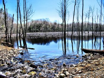 Scenic view of calm lake in forest