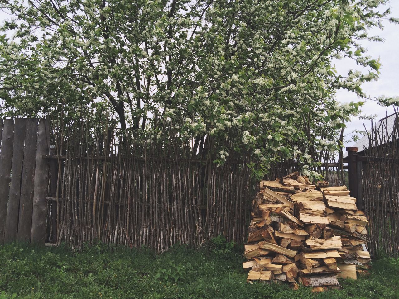 tree, growth, built structure, building exterior, grass, wood - material, architecture, field, green color, nature, tranquility, house, day, old, sky, abandoned, outdoors, fence, plant, tree trunk