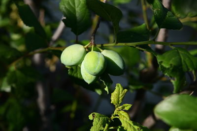 Close-up of fruits growing on tree