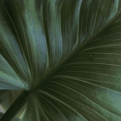 Full frame shot of palm leaves