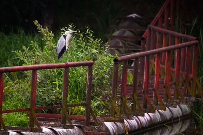 Bird perching on railing against plants