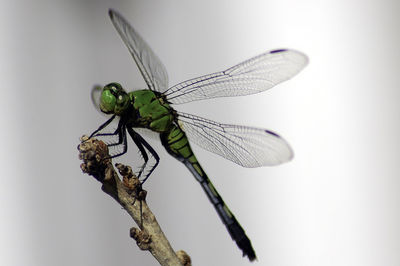 Close-up of insect on leaf