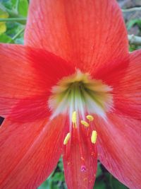 Close-up of pink day lily