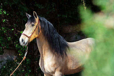 Horse standing in ranch