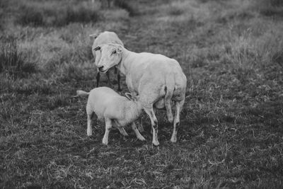 Sheep in a field