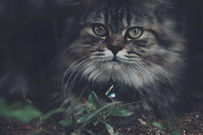 Close-up portrait of a cat