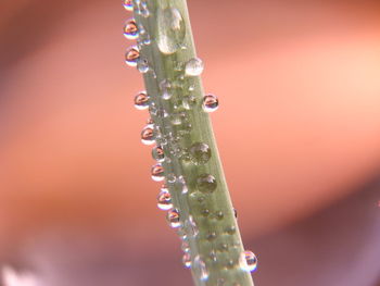 Close-up of water drops on plant