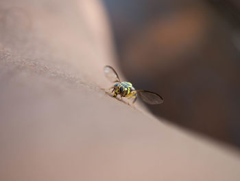 Close up shoot of bactrocera dorsalis, previously known as dacus dosalis